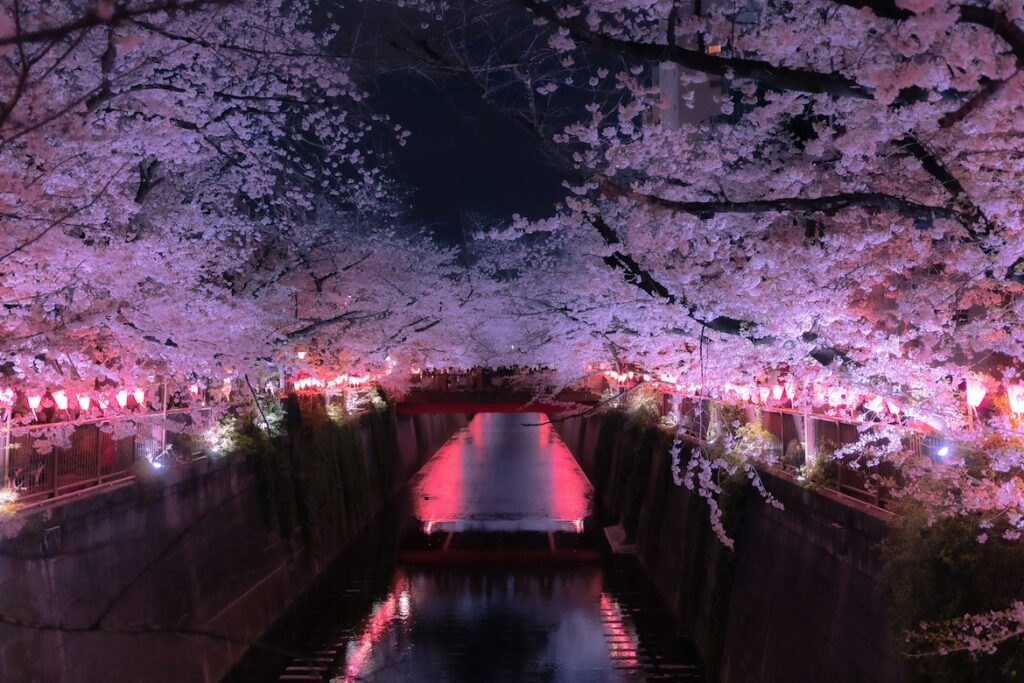 Mount Fuji Cherry Blossom Festival Cancelled as Overtourism Pressures Grow in Japan