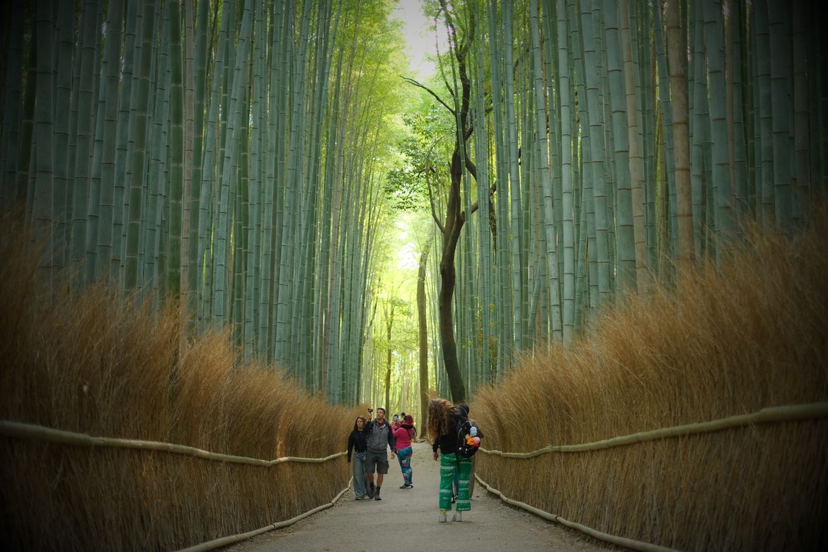 kyoto-travel-guide-2026-03