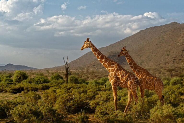 G Adventures and National Geographic Add 17 New Luxury Trips for 2027