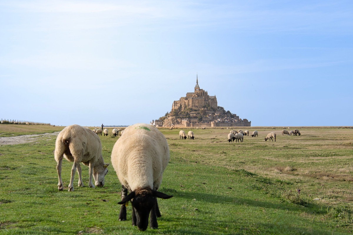 Sheep graze in green fields with Mont-Saint-Michel rising in the distance