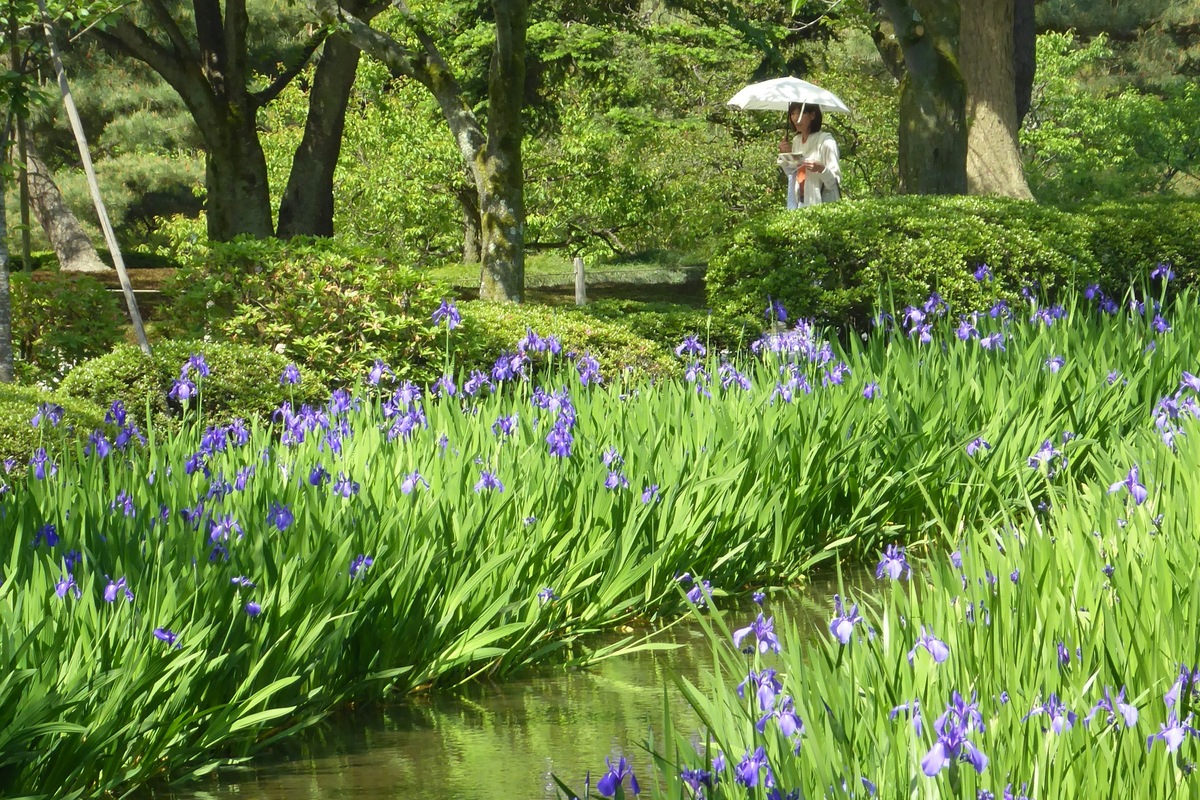 Purple irises and a visitor with a parasol beside a stream in Kenrokuen Garden, Kanazawa