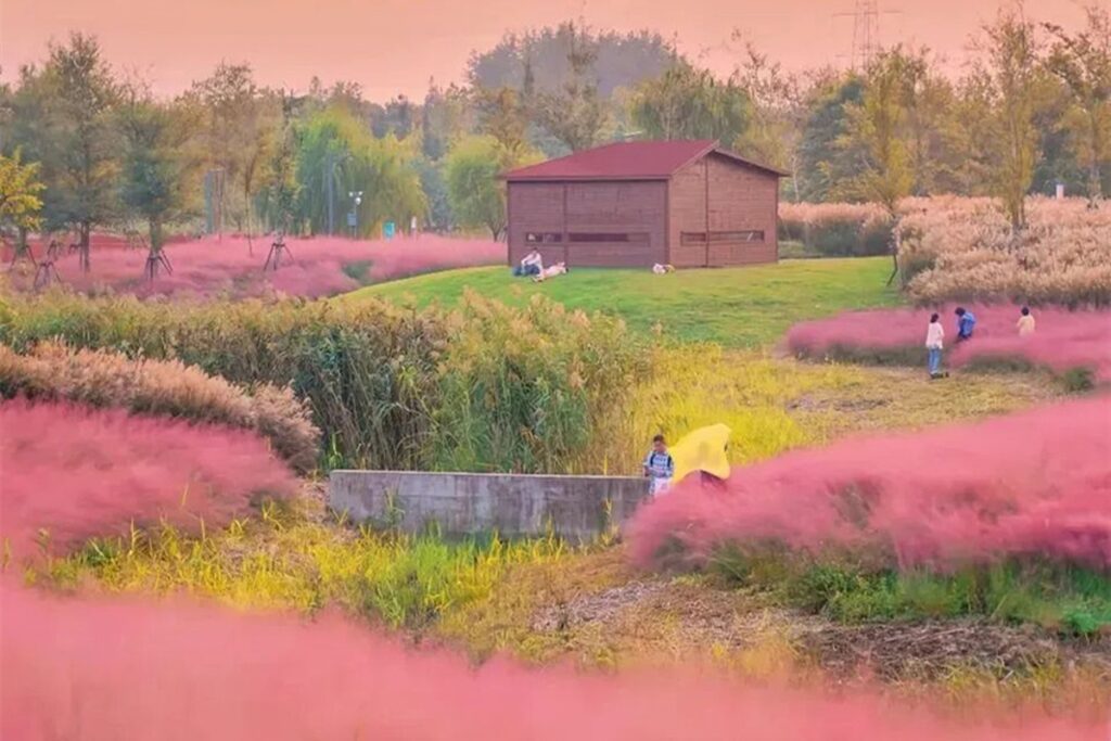 Shanghai’s Pink Muhly Grass Turns Binjiang Forest Park Into a Cloud-Like Landscape