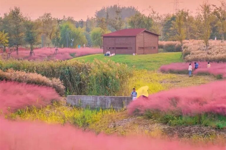 Shanghai’s Pink Muhly Grass Turns Binjiang Forest Park Into a Cloud-Like Landscape